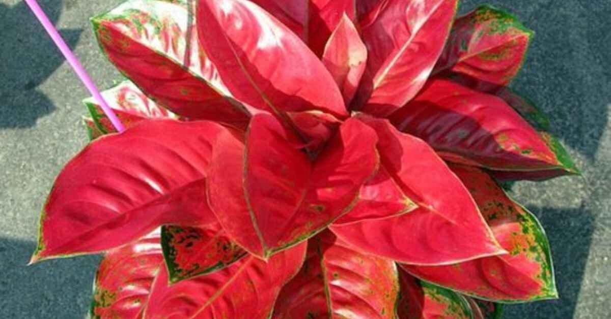 Aglaonema Diamond Red: A Stunning Indoor Plant for Your Home