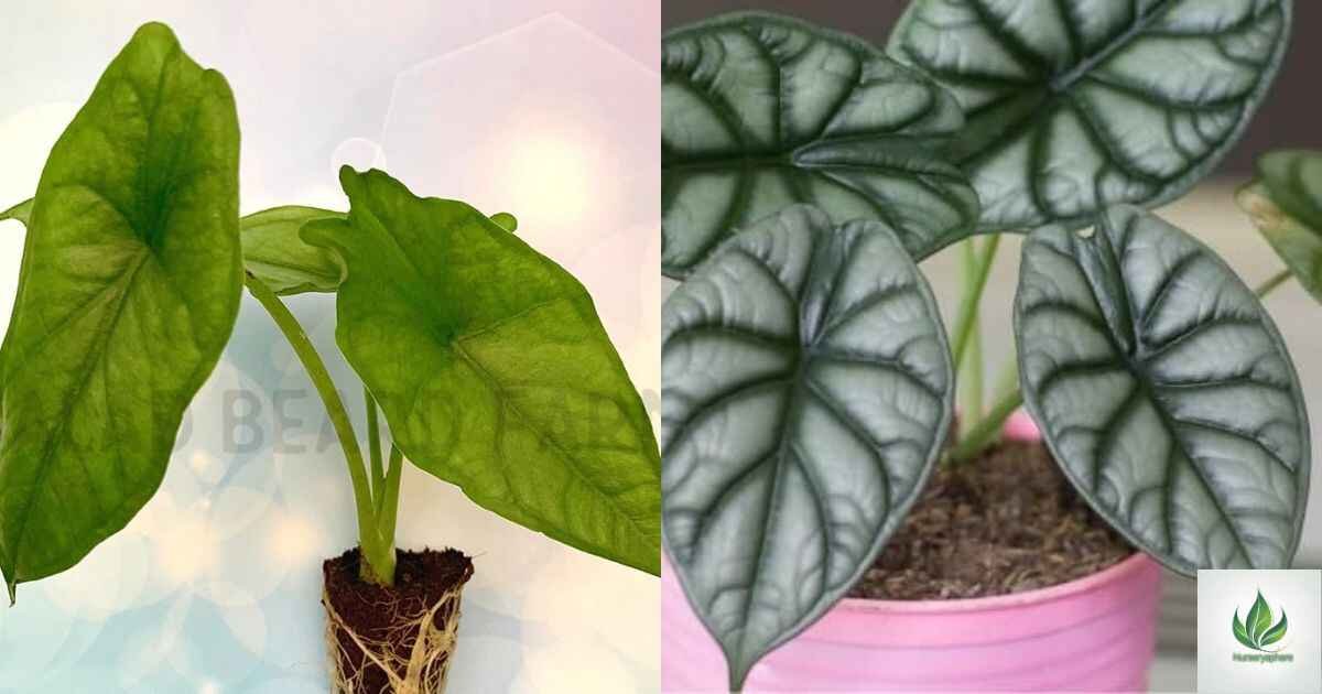 Understanding Alocasia Dragons Breath