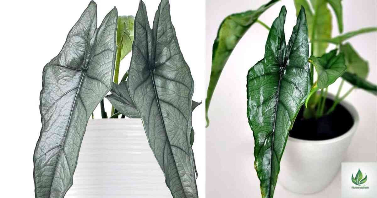 Alocasia Dragons Breath: A Comprehensive Guide to Cultivation and Care