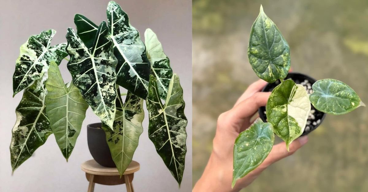 Alocasia Variegated Frydek A Comprehensive Care Guide