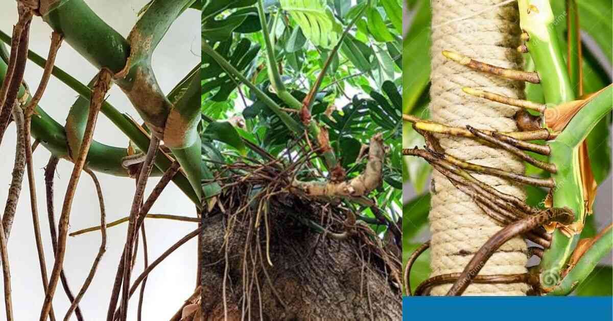 Complete Guide to Monstera Aerial Roots: Everything You Need to Know