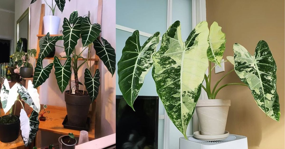 Displaying Your Alocasia Variegated Frydek