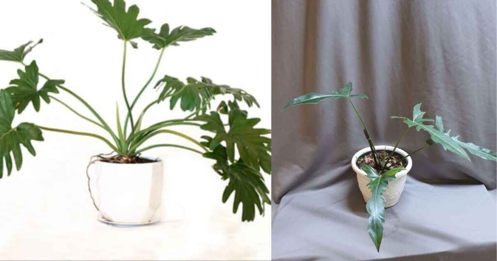 How to Care for Philodendron Longilobatum