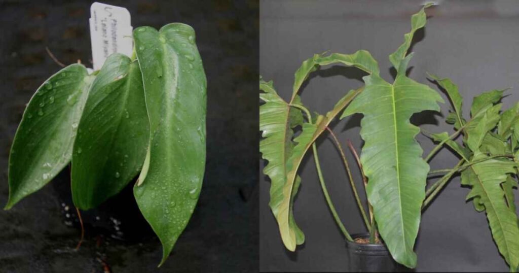 Understanding Philodendron Longilobatum