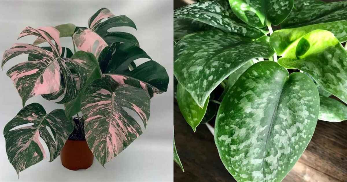 The Ultimate Guide to Silver Splash Pothos: Care, Symptoms, and Expert Tips