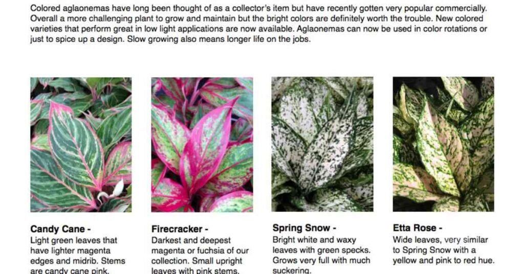 Types of Aglaonema