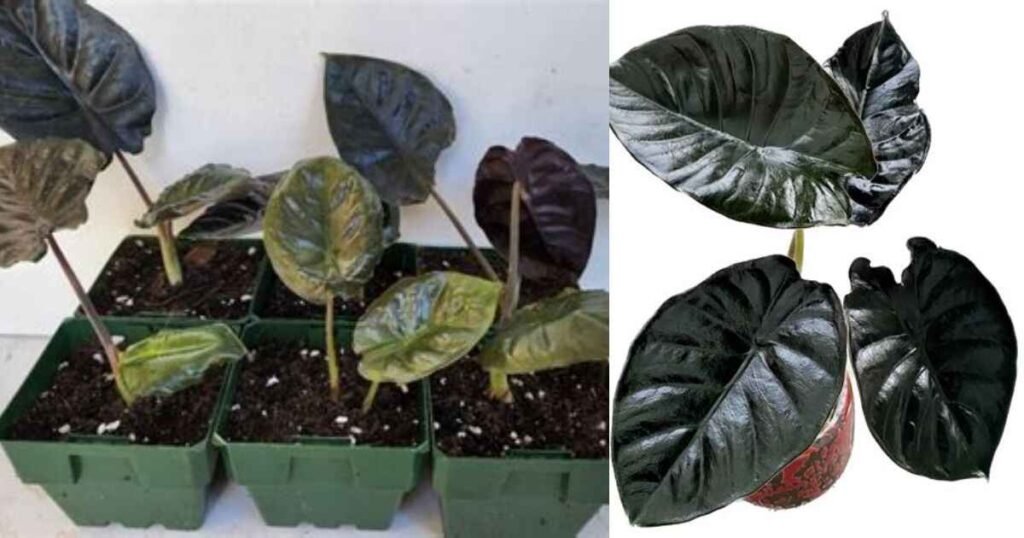 Understanding Alocasia Infernalis