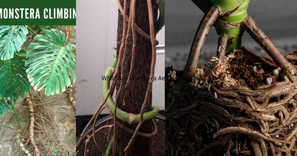 What Are Monstera Aerial Roots?