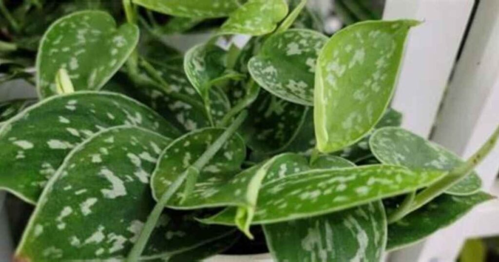 What is Silver Splash Pothos?