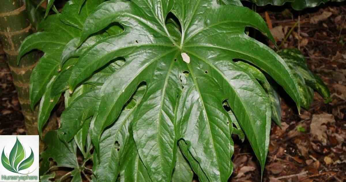 Anthurium Pedatoradiatum