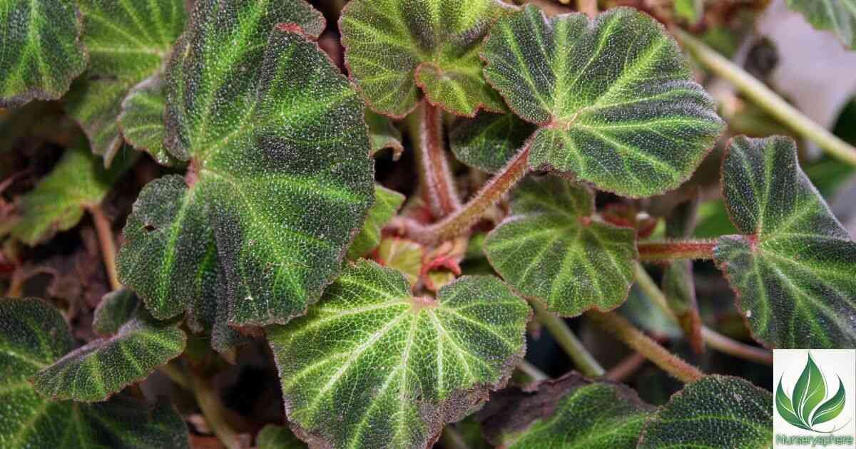 Begonia Soli Mutata: The Ultimate Guide to Growing and Caring for This Unique Plant