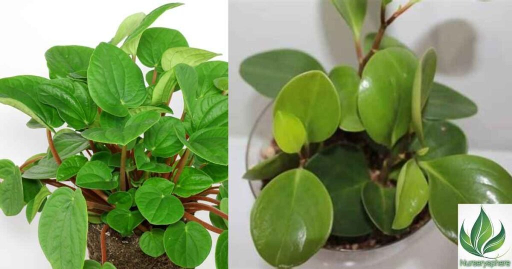 Breakthrough Discoveries: What Scientists Are Learning from Peperomia 'Rana Verde'