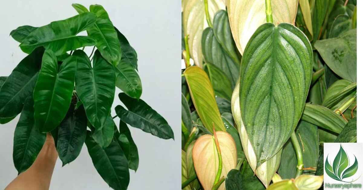 Burle Marx Fantasy: The Ultimate Guide to Growing and Styling This Stunning Plant