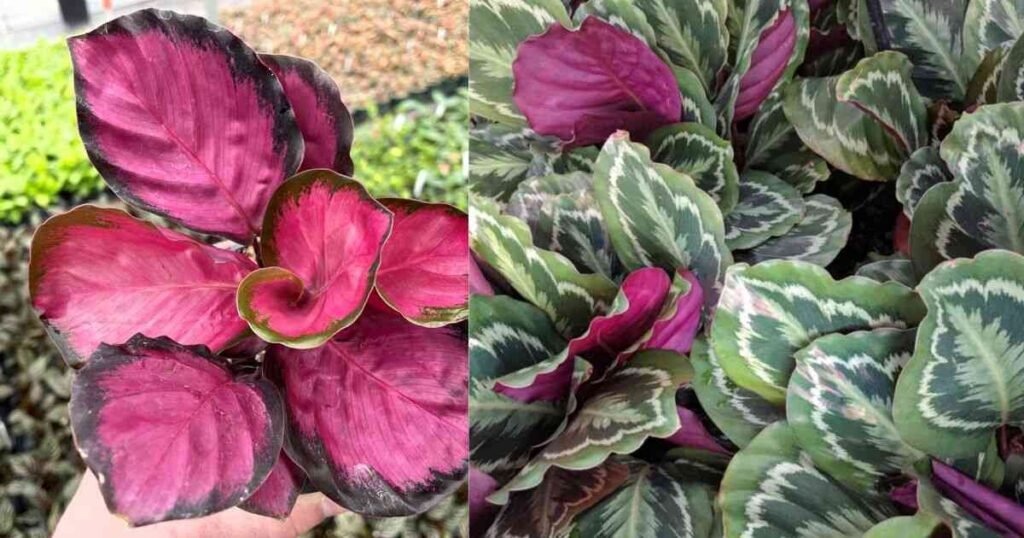 What is Calathea roseopicta?