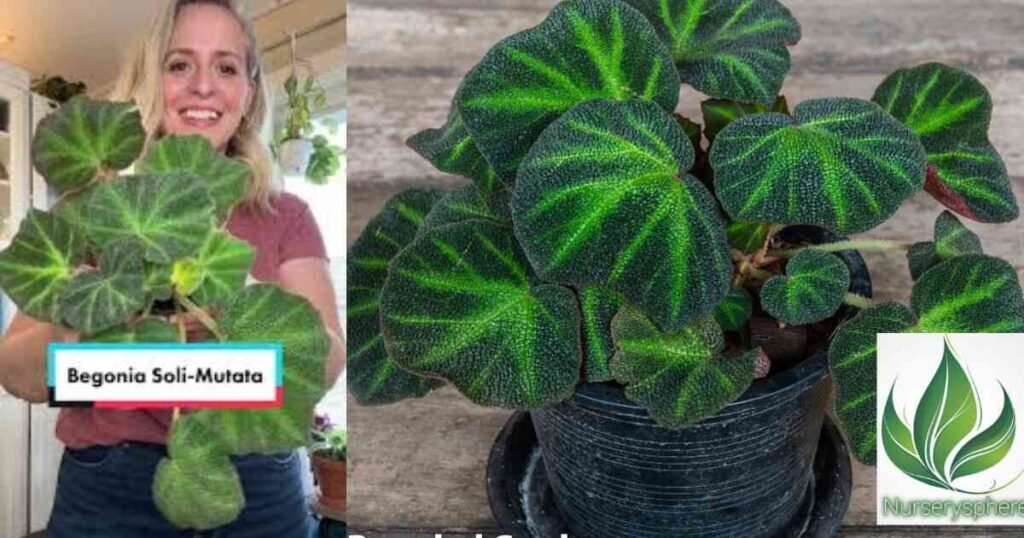 Caring for Begonia Soli-Mutata: Expert Tips to Keep It Healthy and Vibrant