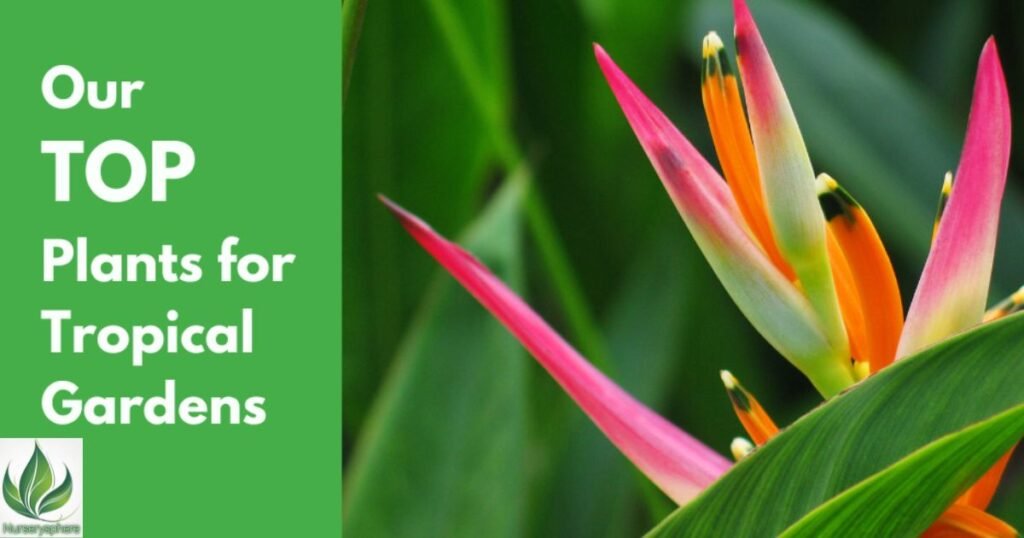 Choosing the Right Pink Tropical Plant for Your Climate