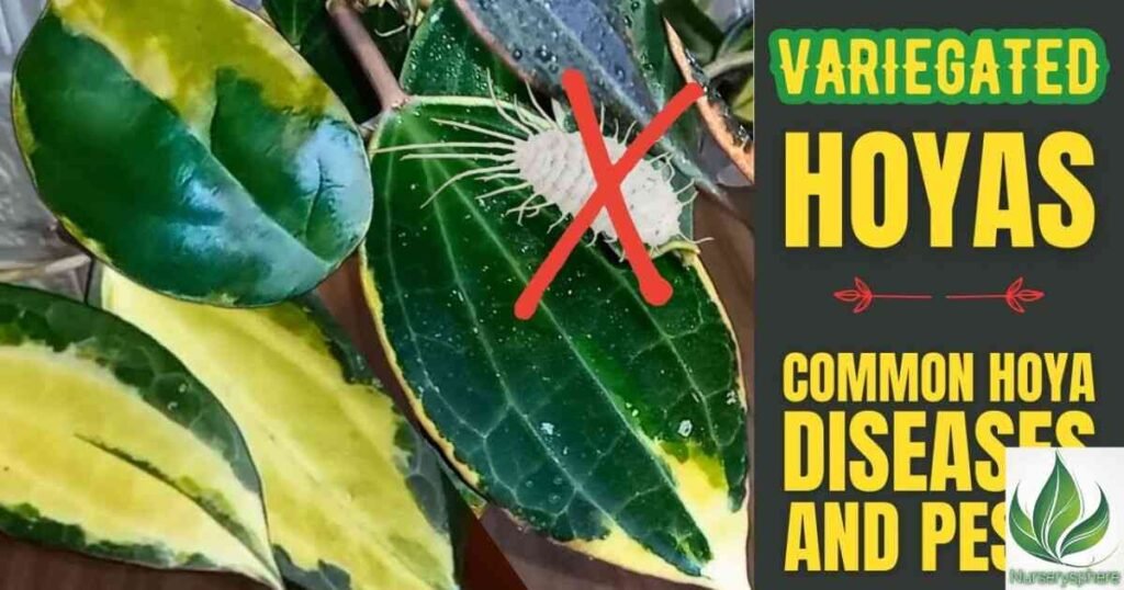 Common Pests and Diseases: How to Protect Your Plant