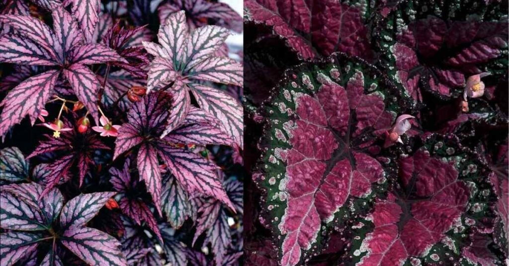 Design Inspirations Incorporating Begonia Black Magic into Your Space