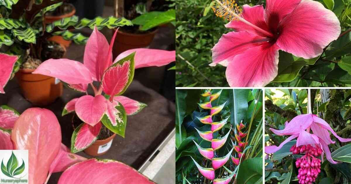 Discover the Allure of Pink Tropical Plants: A Guide to Growing and Styling