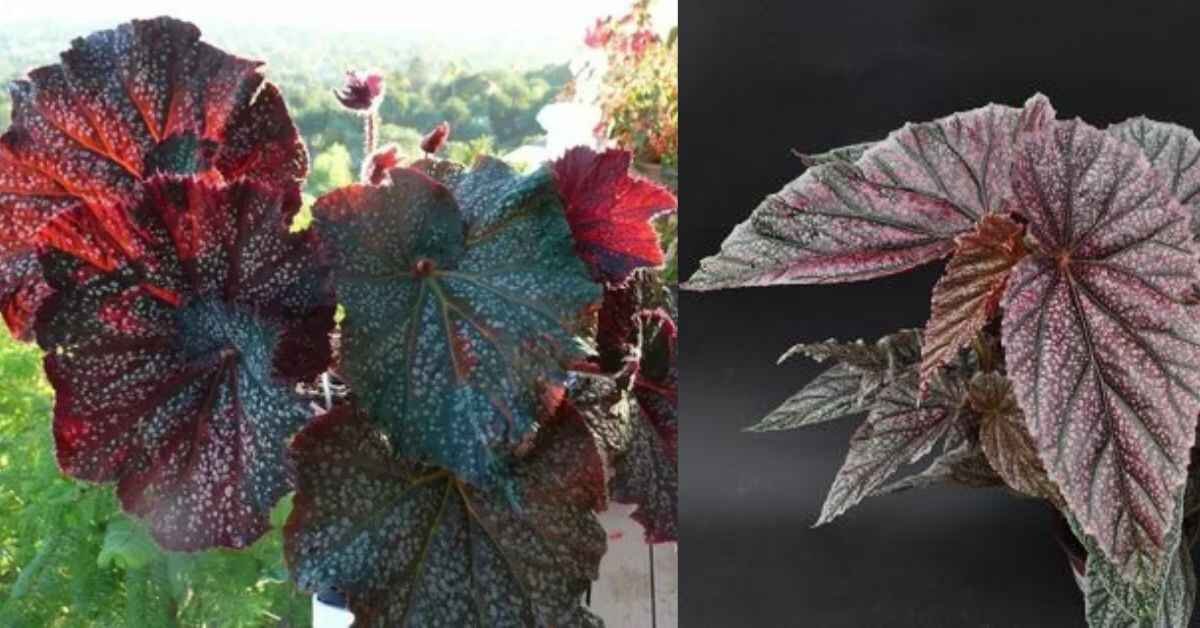 Discovering the Allure of Begonia Black Magic