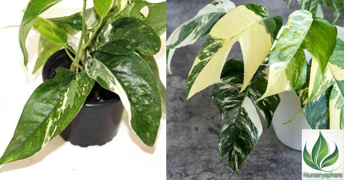 Epipremnum Albo: The Ultimate Guide to Growing and Caring for This Stunning Variegated Plant