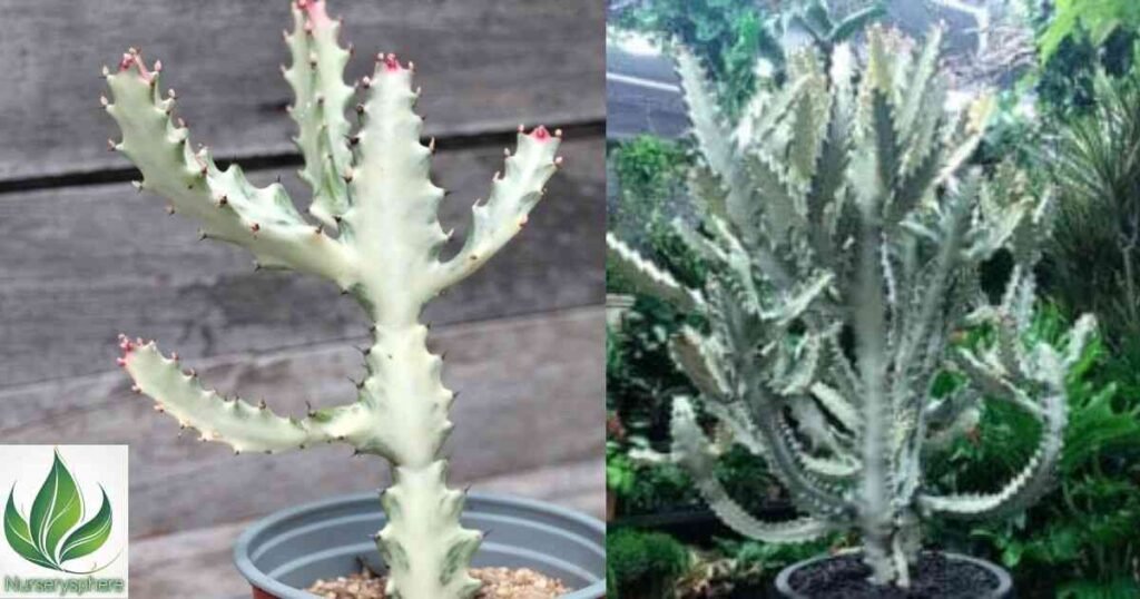 Ghost Euphorbia Characteristics: What Makes It Stand Out?