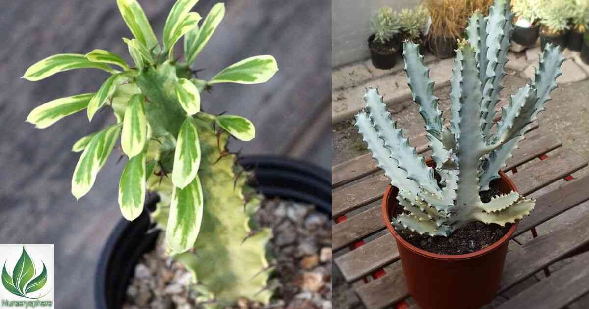 Ghost Euphorbia: The Ultimate Guide to Growing and Caring for This Mysterious Succulent