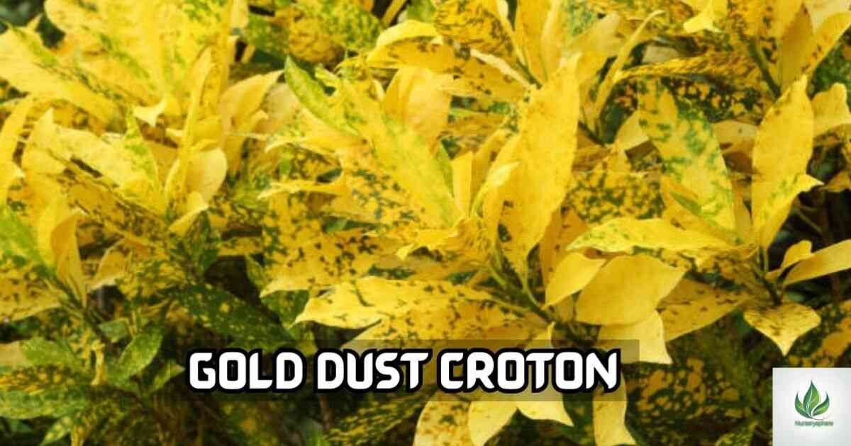 Gold Dust Crotons: A Comprehensive Guide to Care and Benefits