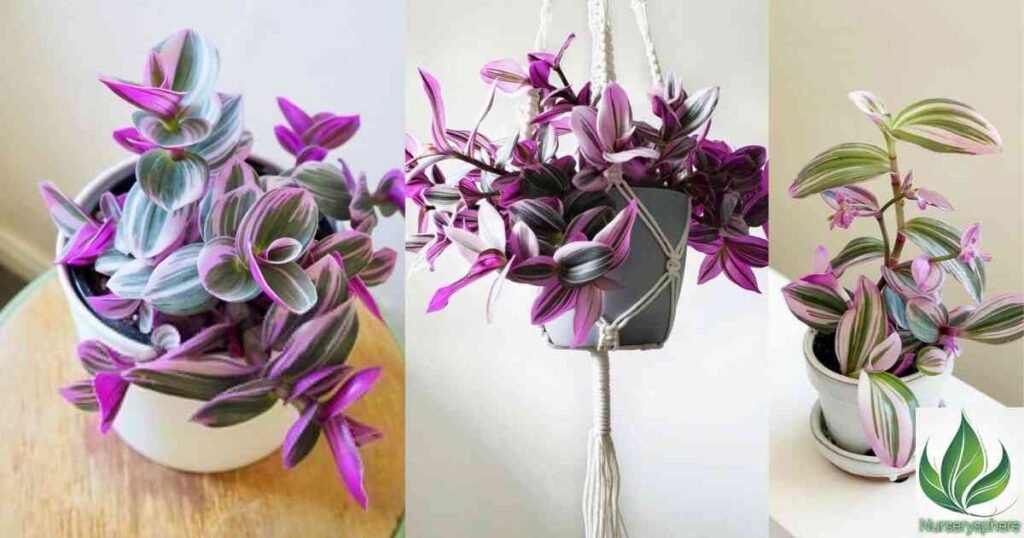 How to Care for Your Nanouk Pink Tradescantia