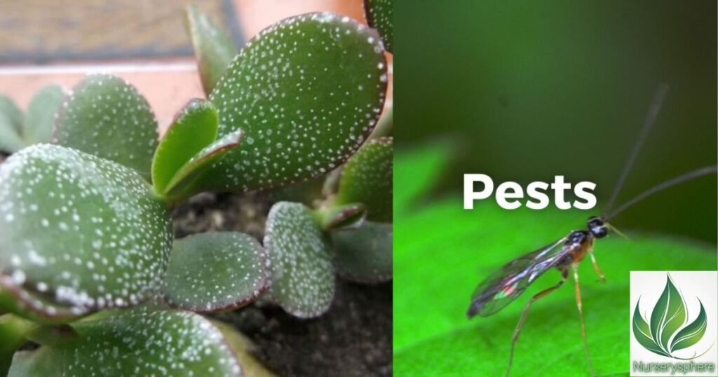 How to Prevent and Treat Pests on Your Jade Satin