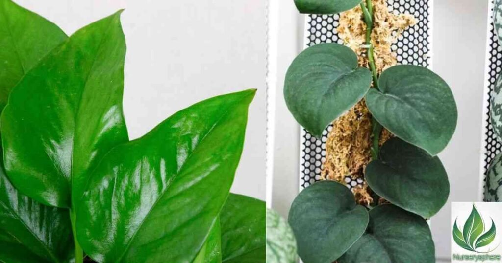 How to Treat Pests on Your Jade Satin Pothos