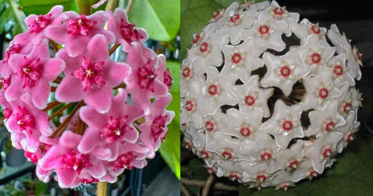 Hoya Fungii: A Comprehensive Guide to Care, Propagation, and Unique Features