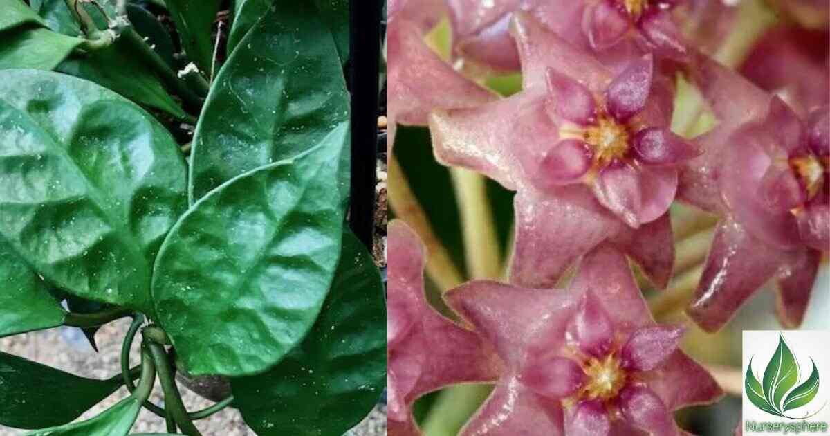 Hoya Sarawak: The Ultimate Guide to Growing and Caring for This Exotic Plant