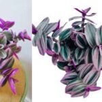 Nanouk Pink Tradescantia: The Ultimate Guide to Growing and Caring for This Stunning Plant