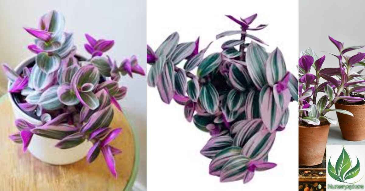 Nanouk Pink Tradescantia: The Ultimate Guide to Growing and Caring for This Stunning Plant