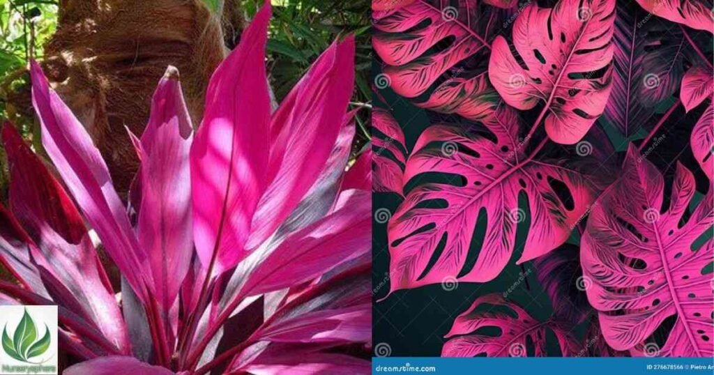 Pairing Pink Tropical Plants with Other Colors for Maximum Impact