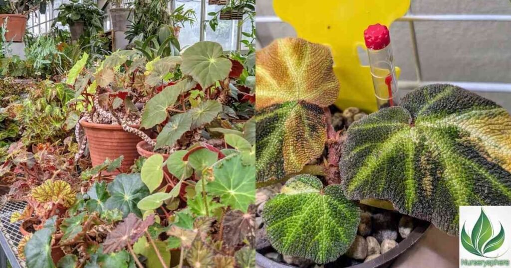 Propagating Begonia Soli Mutata: How to Multiply Your Collection