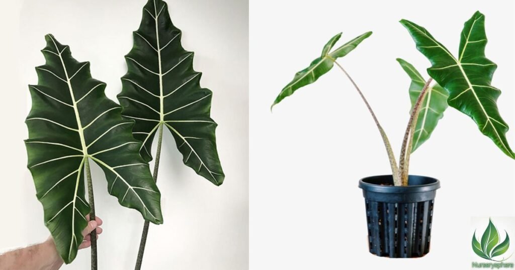 Styling with Alocasia Sarian: Elevate Your Indoor Jungle