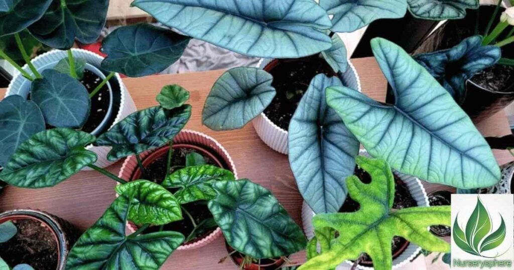 Styling with Pink Alocasia: Elevate Your Home or Garden Aesthetic