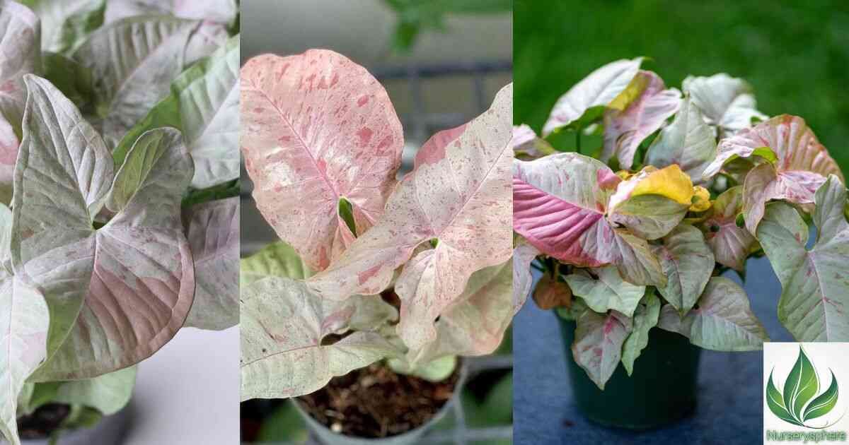 Syngonium Pink Spot: The Complete Care & Growing Guide