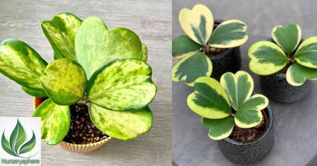 The Aesthetic Appeal of Variegated Foliage