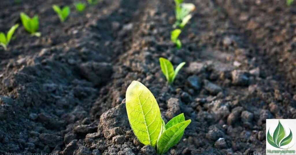 The Best Soil and Fertilizer for Healthy Growth