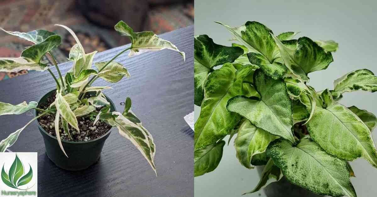 The Complete Guide to Syngonium Starlite: Care, Growth, and Maintenance