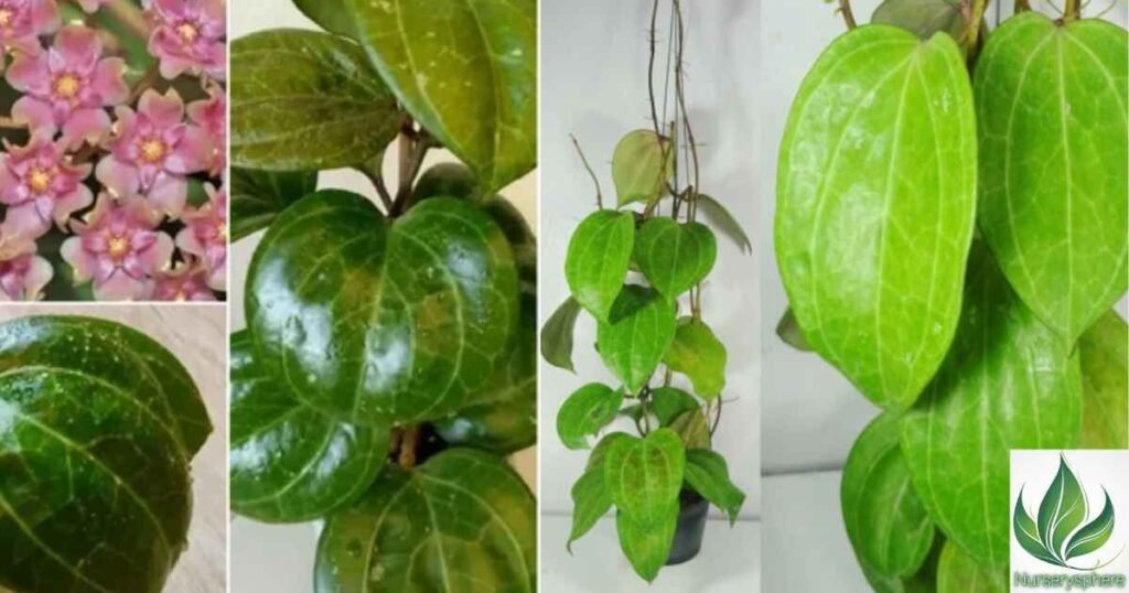 The Origins of Hoya Sarawak: A Rare Gem from Borneo