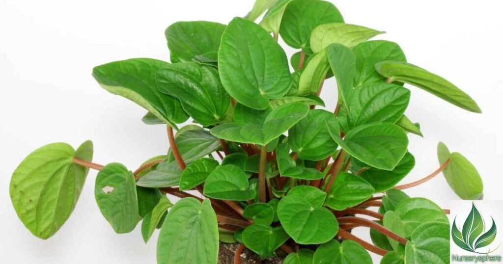 The Origins of Peperomia 'Rana Verde': A Deep Dive into Its History