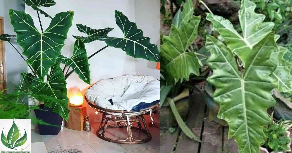 The Ultimate Guide to Alocasia Sarian: Care Tips, Benefits, and Styling Ideas