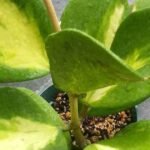 The Ultimate Guide to Hoya Kerrii Variegated: Care Tips, Propagation, and More