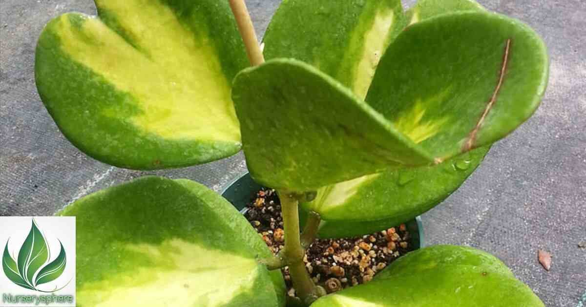 The Ultimate Guide to Hoya Kerrii Variegated: Care Tips, Propagation, and More