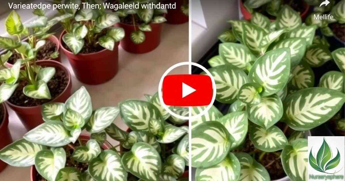 The Ultimate Guide to Variegated Peperomia Plants: Care, Tips, and Stunning Varieties