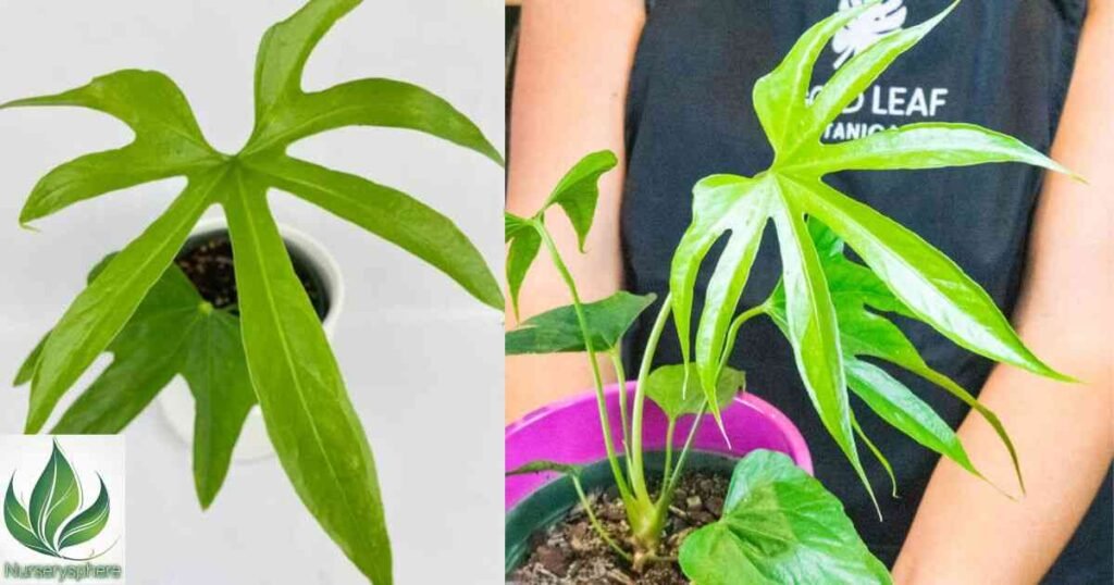 Watering Your Anthurium Pedatoradiatum